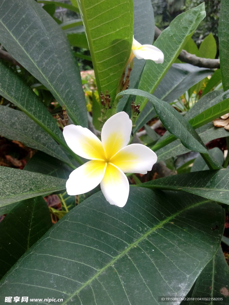 鸡蛋花