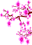 梅花