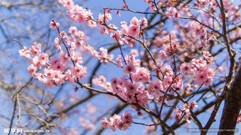 日本粉色樱花绽放图片