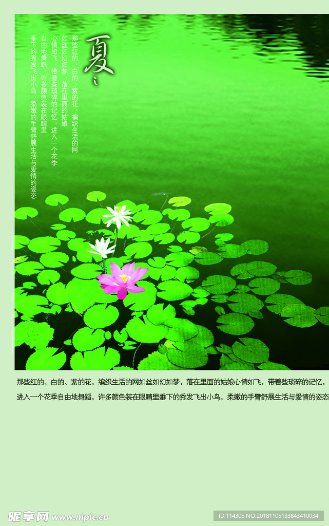 夏荷