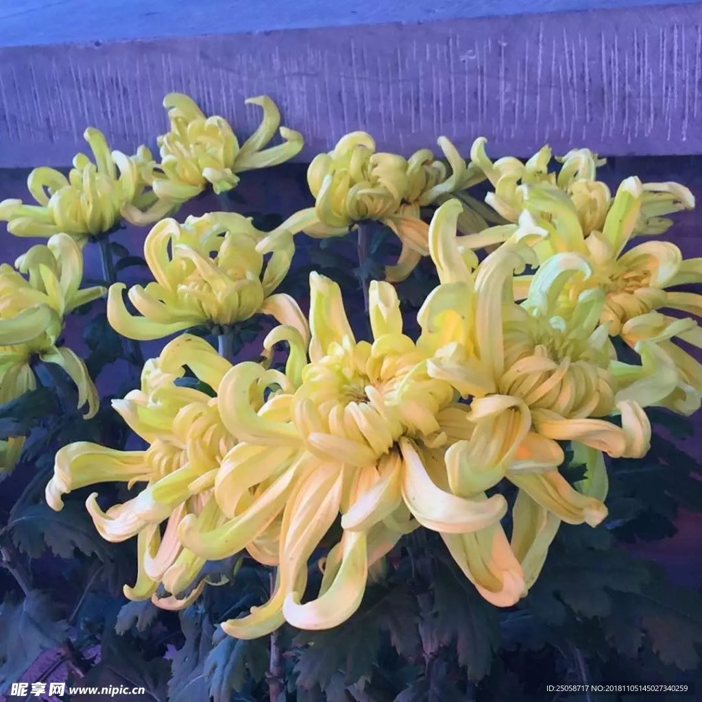 菊花