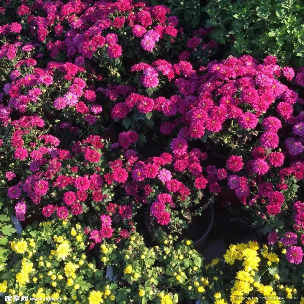 菊花