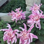 蝴蝶与菊