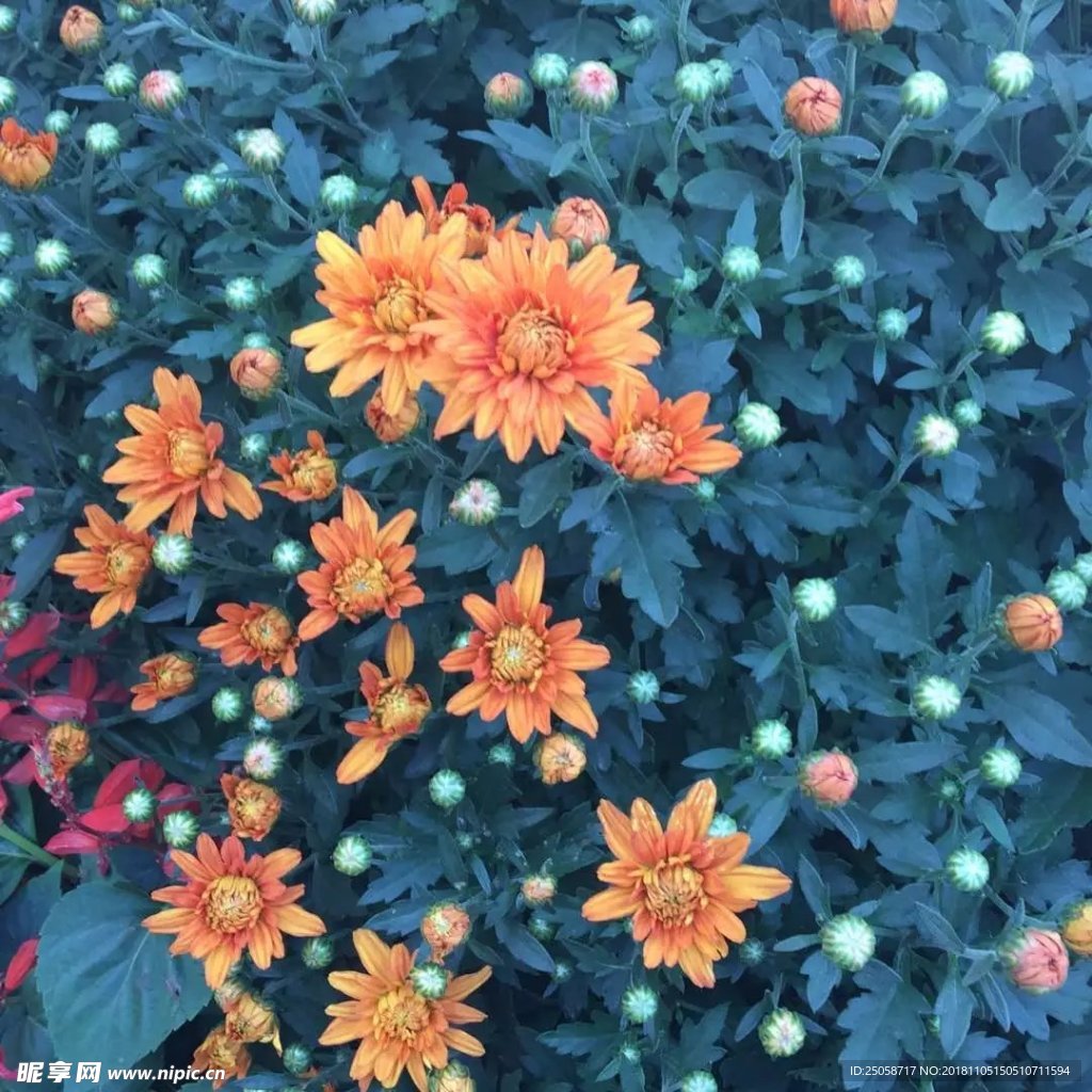 菊花