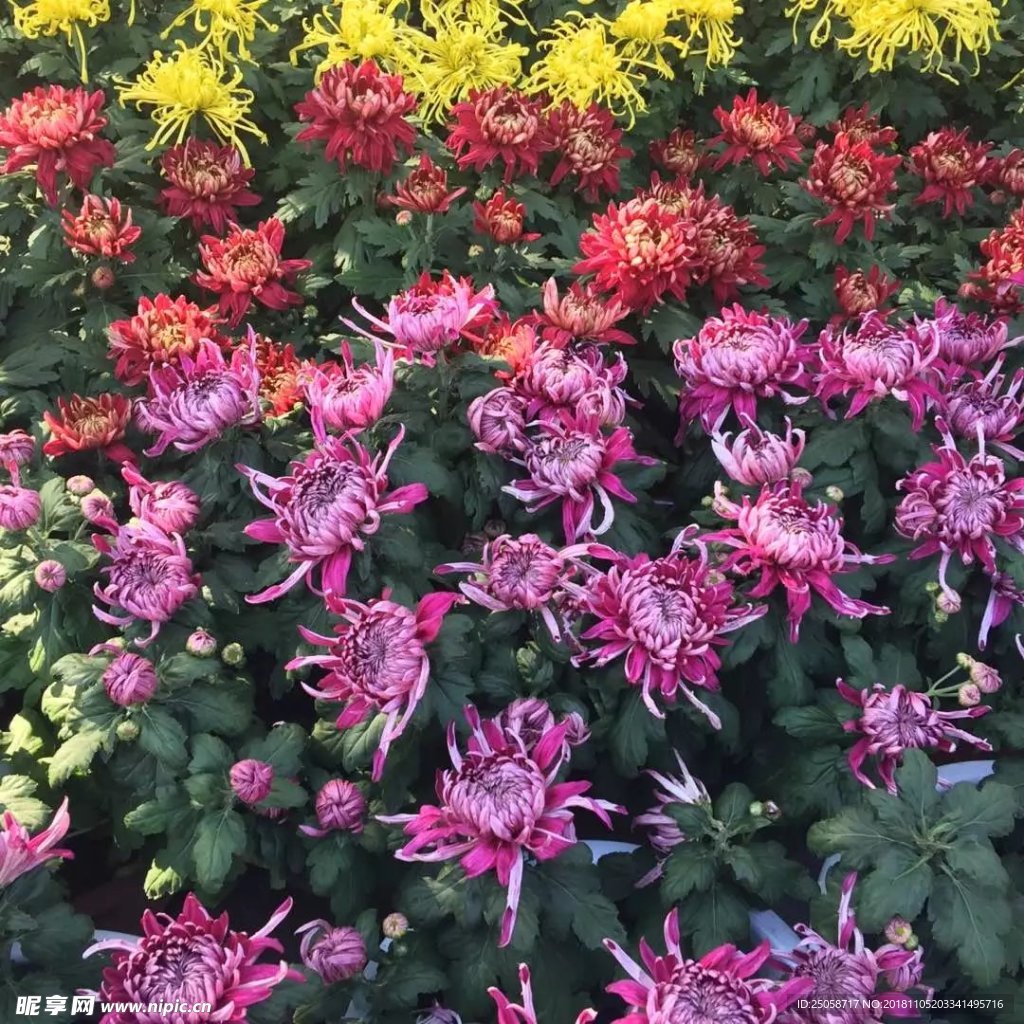 菊花