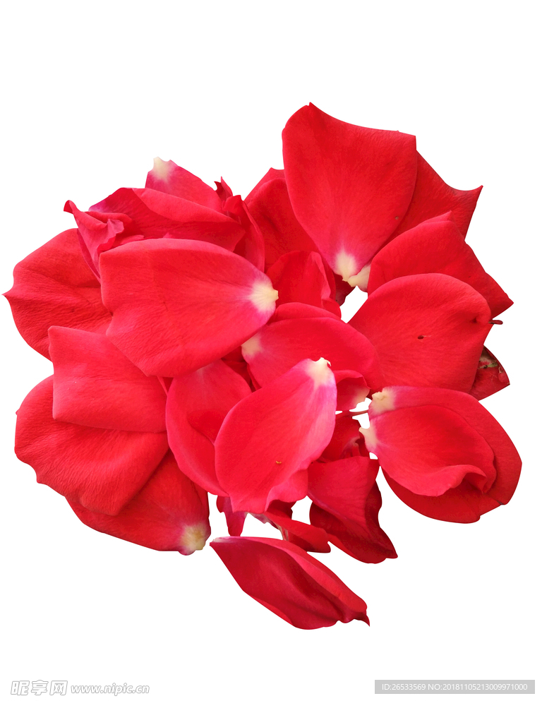 玫瑰 花瓣 素材 红色