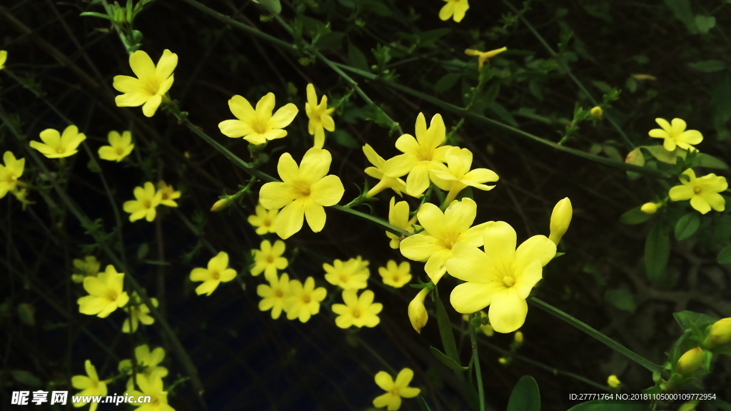 迎春花