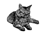 手绘猫咪