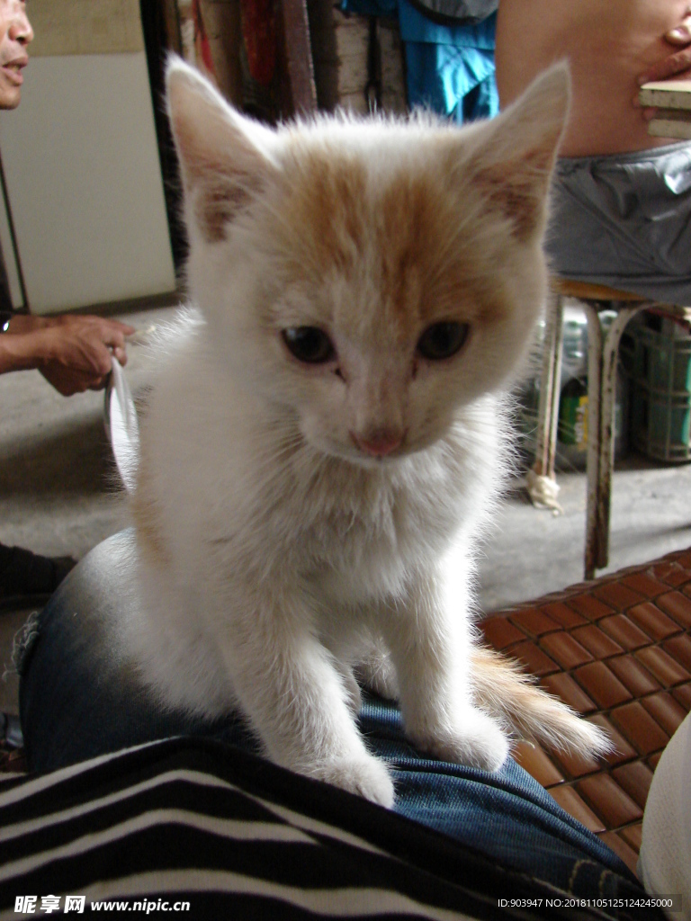 猫