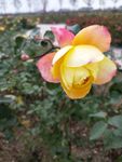 伊甸园 花园 景区 灌云 菊花