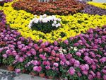 伊甸园 花园 景区 灌云 菊花