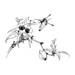 蝶恋花