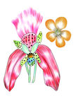 昆虫花