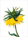插画花卉