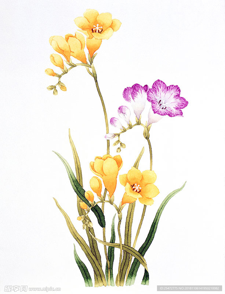 花卉插画