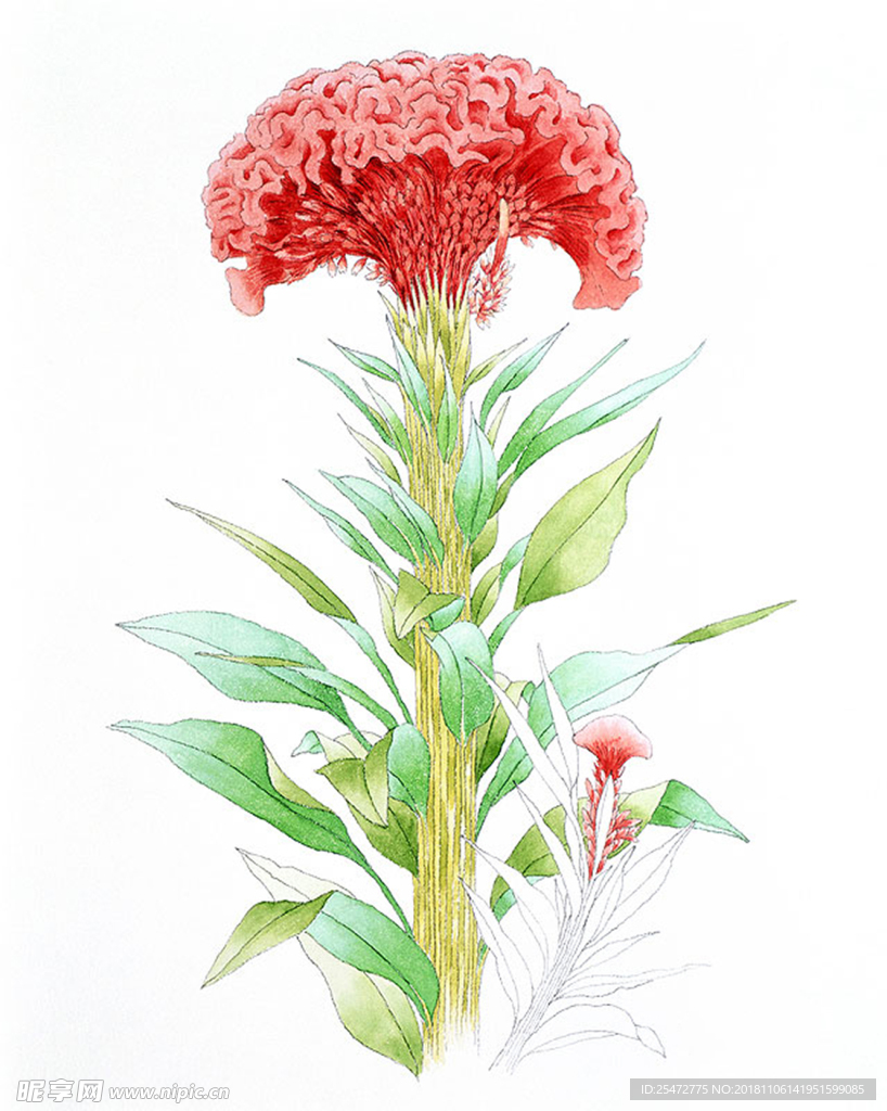 花卉插画