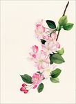 花卉插画