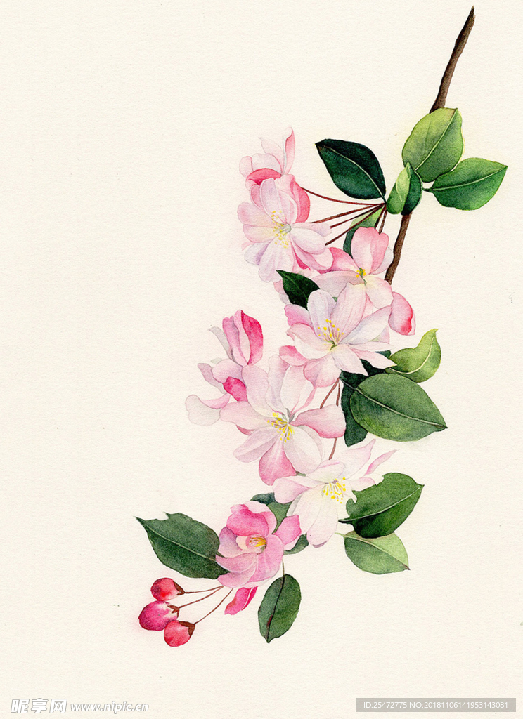 花卉插画