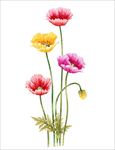 花卉插画