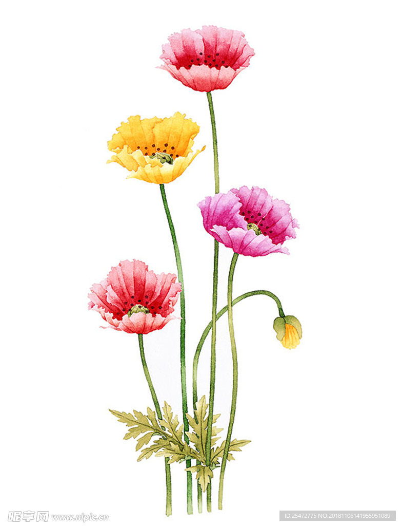 花卉插画