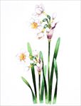 花卉插画