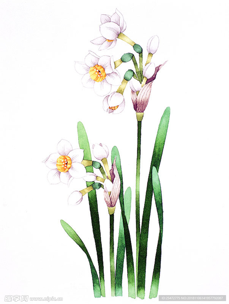 花卉插画
