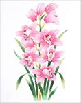 花卉插画
