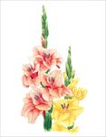 花卉插画
