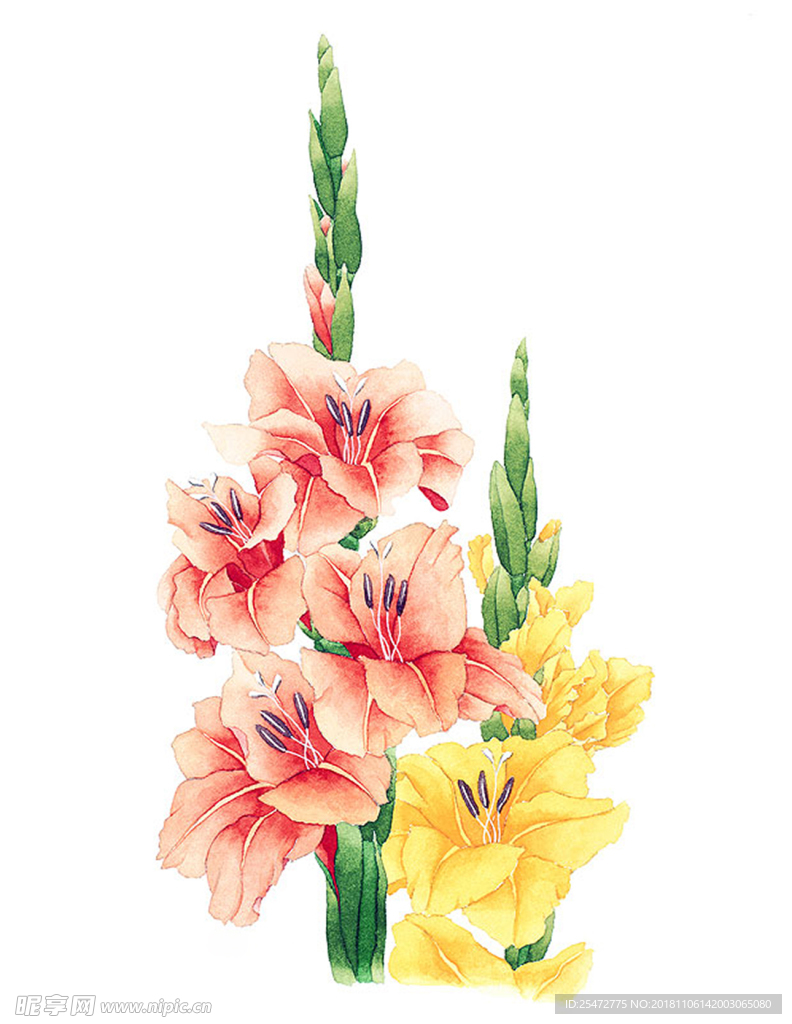 花卉插画