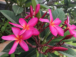 红鸡蛋花  大季花  蛋黄花
