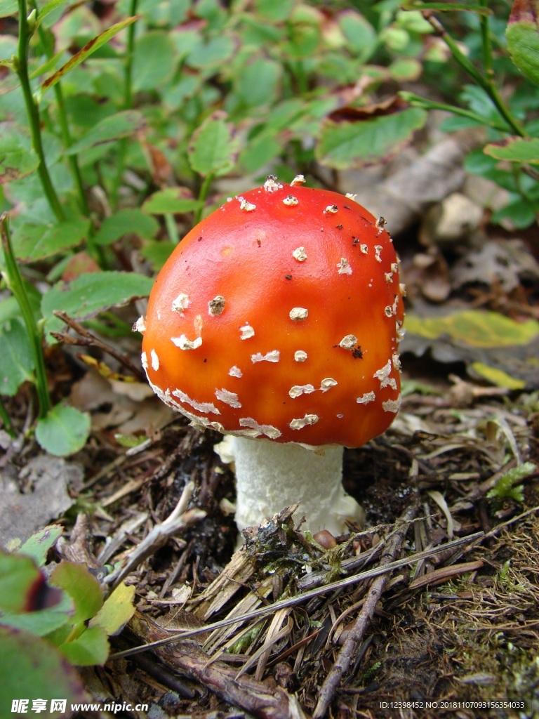 毒蘑菇