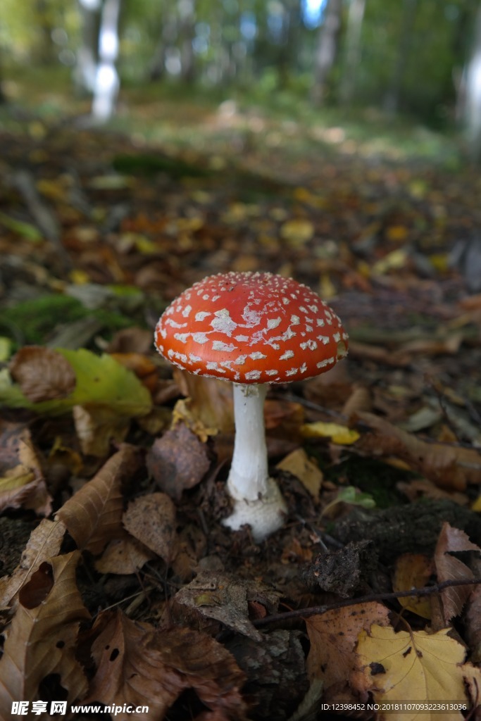 毒蘑菇
