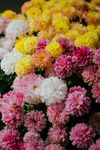 繁花似锦