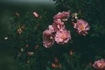 繁花