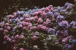 繁花似锦