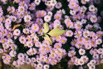 俯拍花花