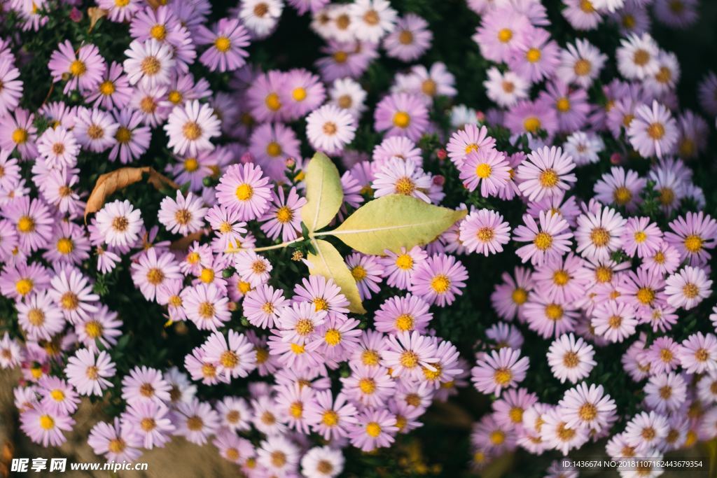 俯拍花花