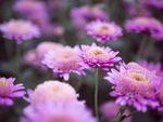 野外菊花