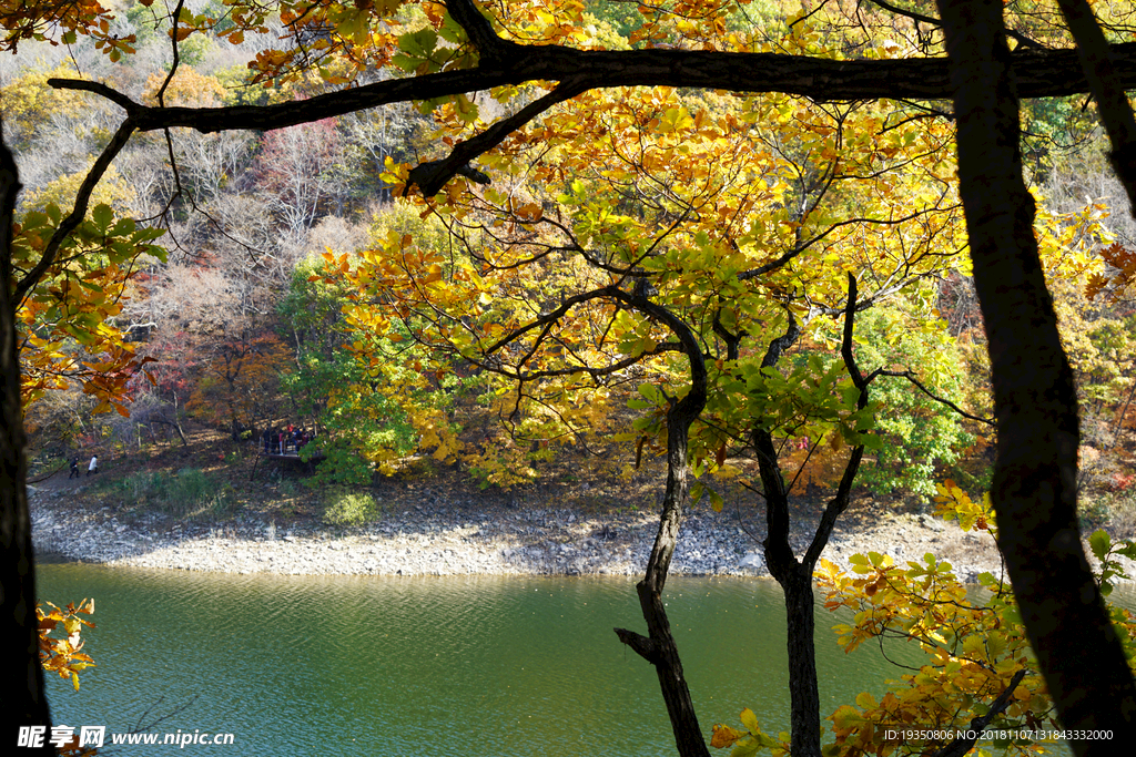 秋天湖边的黄叶