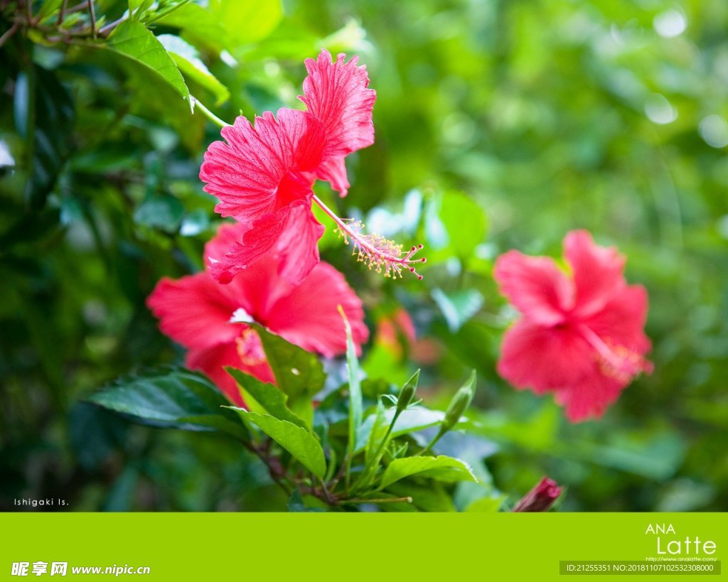 花