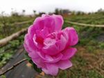 怒放的鲜花