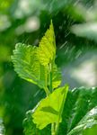 雨中的桑叶