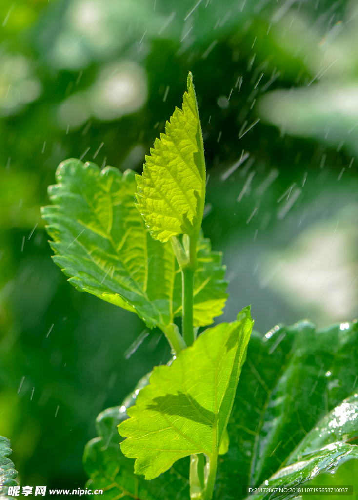 雨中的桑叶