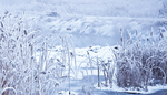 冬日雪景