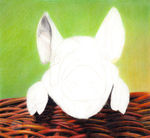 彩铅超写实绘画过程-小猪