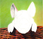 彩铅超写实绘画过程-小花猪