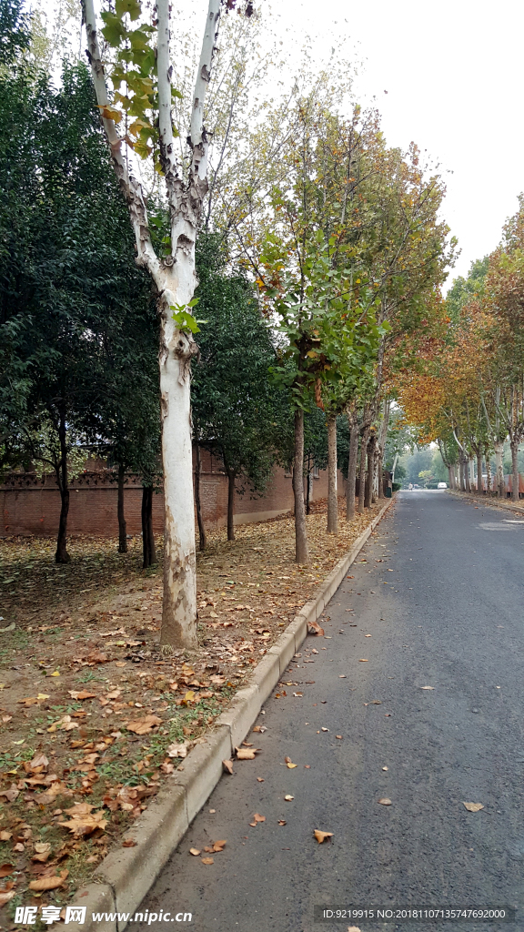秋天路边的白桦树