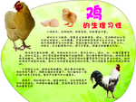 小鸡