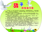 鸽子