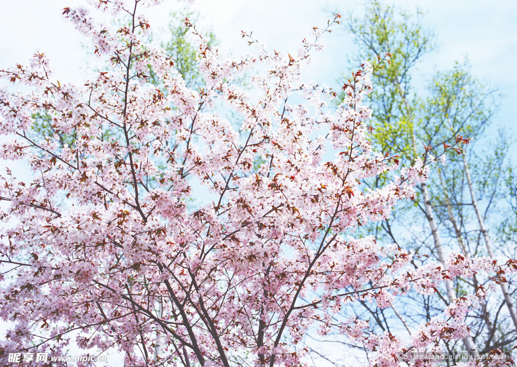樱花